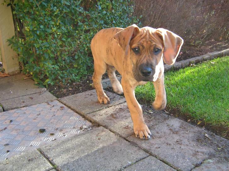 Grand danois Basse*1. hunde - R.I.P.* - Så er det nu du skal tage et billed moar... Her kommer jeg!  November 2007 billede 7