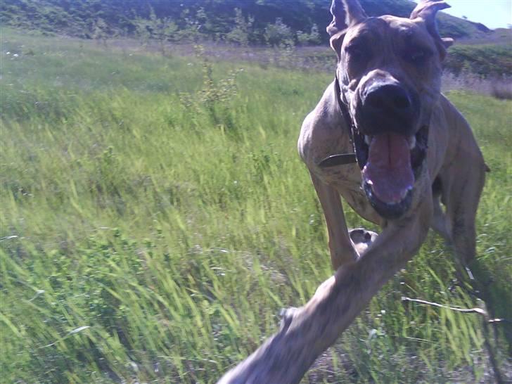 Grand danois Basse*1. hunde - R.I.P.* - Weee moar, det er bare skide fedt det her - her kommer jeg! Maj 2008 billede 8