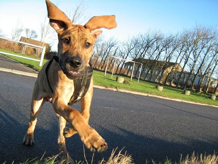 Grand danois Basse*1. hunde - R.I.P.* - Weee, her kommer jeg :D Se mine flyvører! December 2007 billede 9