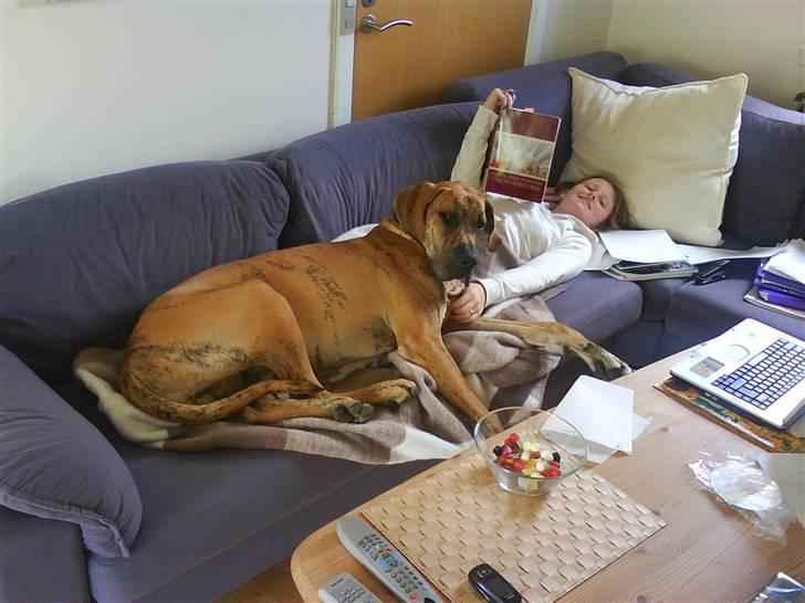 Grand danois Basse*1. hunde - R.I.P.* - Maj 2008 - "hvad er der far? Må jeg ikke ligge her hos moar??!" billede 10