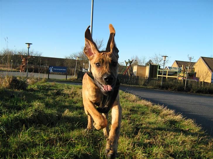 Grand danois Basse*1. hunde - R.I.P.* - Yahuu, så er det bare fremad... Se mine ører de kan flyve :p December 2007 billede 11