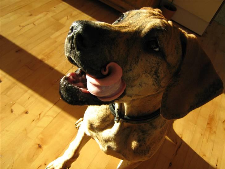 Grand danois Basse*1. hunde - R.I.P.* - Mhhh, hvad har du der mor?! Januar 2008 billede 12