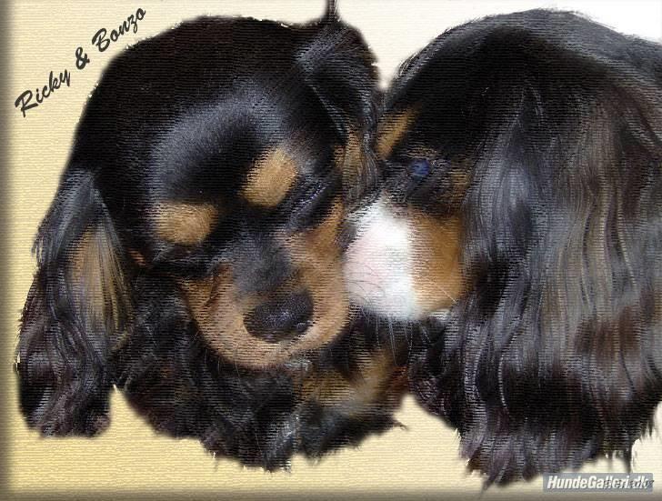 Cavalier king charles spaniel Ricky billede 17
