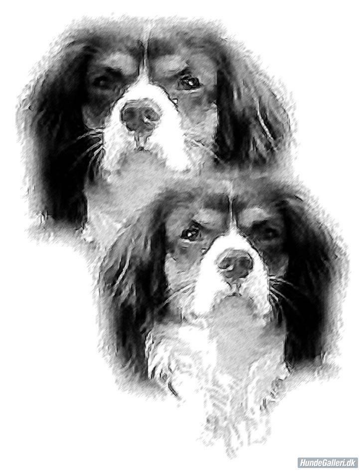 Cavalier king charles spaniel Ricky billede 18