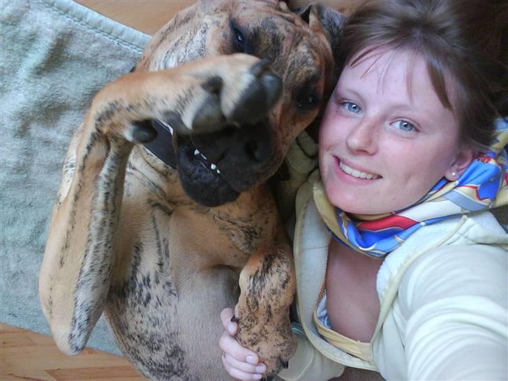 Grand danois Basse*1. hunde - R.I.P.* - Basse ææææælsker bare sin moar <3 Maj 2008 billede 13