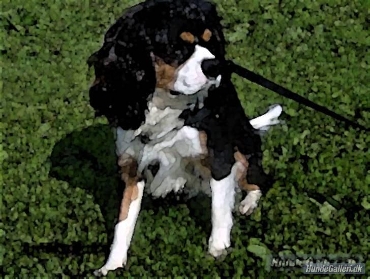 Cavalier king charles spaniel Ricky billede 19