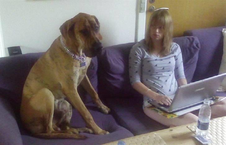 Grand danois Basse*1. hunde - R.I.P.* - Knold og tot :p billede 14