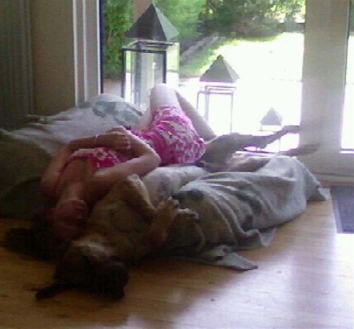 Grand danois Basse*1. hunde - R.I.P.* - Ren råhygge <3 billede 16