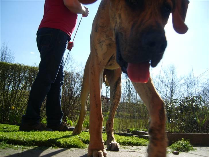Grand danois Basse*1. hunde - R.I.P.* - Hvad laver du der moar?! April 2008 Basse i haven :) billede 17