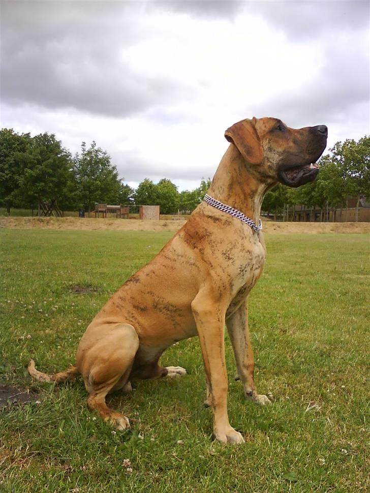 Grand danois Basse*1. hunde - R.I.P.* - Juni 2008 Se nu har jeg fået nyt halsbånd, mor og far synes det er så fint :o) billede 18