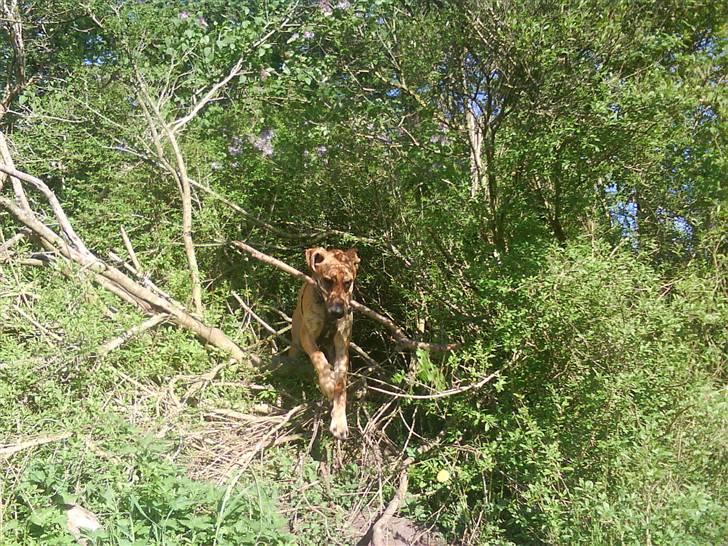 Grand danois Basse*1. hunde - R.I.P.* - Jeg fandt pinden, weee... Nu skal du sige jeg er dyyyyygtig!!  Maj 2008 billede 19