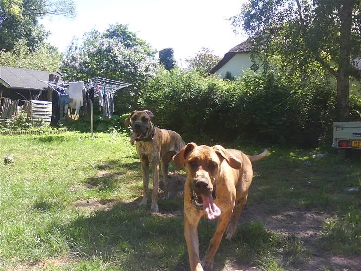 Grand danois Basse*1. hunde - R.I.P.* - Brormand (Tor) og Basse i maj 2008 - "vi ELSKER at lege sammen" <3 billede 20