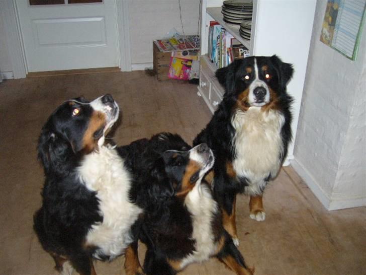 Berner sennenhund Magnus - det er så mig den pæneste længst henne ved muren.. billede 3