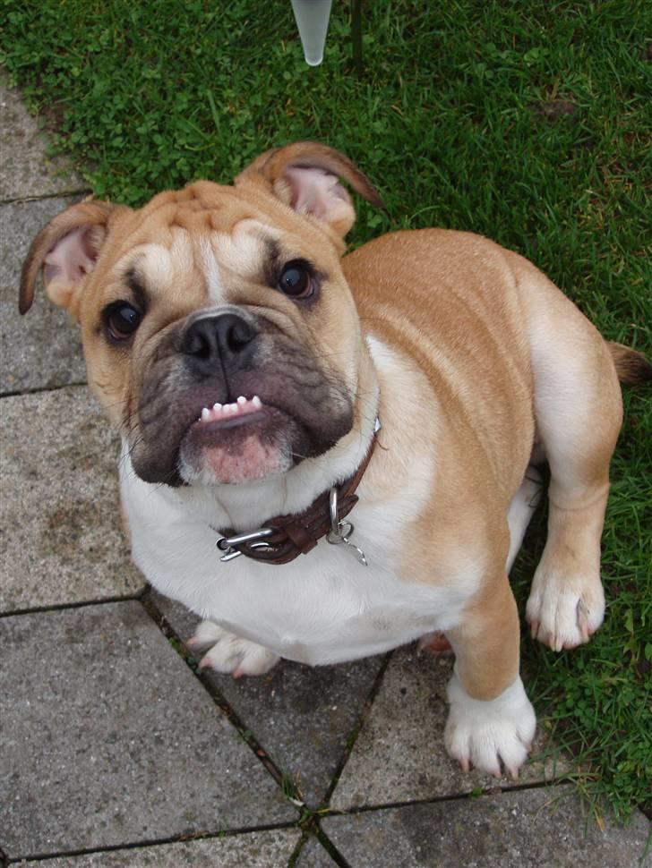 Engelsk bulldog Arnold - HEIII lad vær billede 11