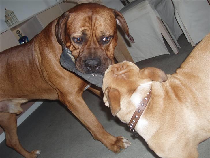 Engelsk bulldog Arnold - Giv mig den så billede 12