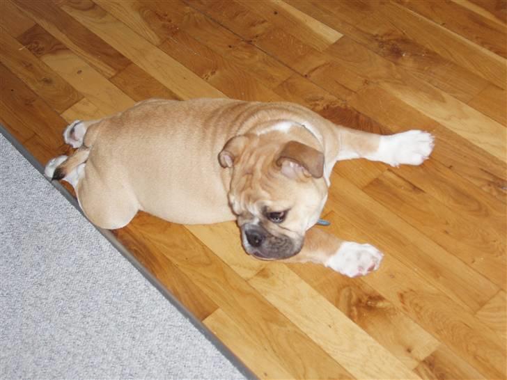 Engelsk bulldog Arnold - jeg er en halv hund og en halv frø billede 13