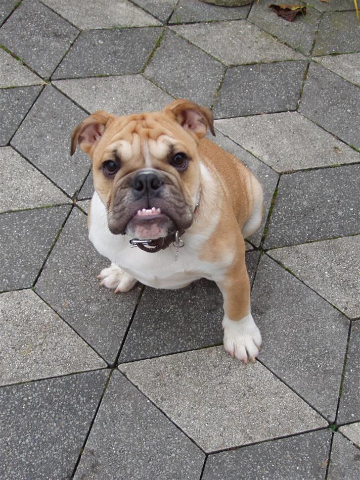 Engelsk bulldog Arnold - jeg er da smuk ikk billede 14