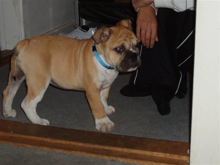 Engelsk bulldog Arnold - FØRSTE DAG billede 15