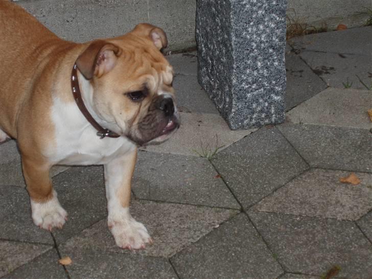 Engelsk bulldog Arnold - Hvad laver de nu? billede 16