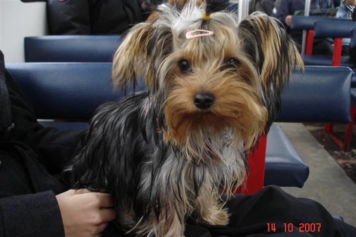 Yorkshire terrier Fiona billede 6