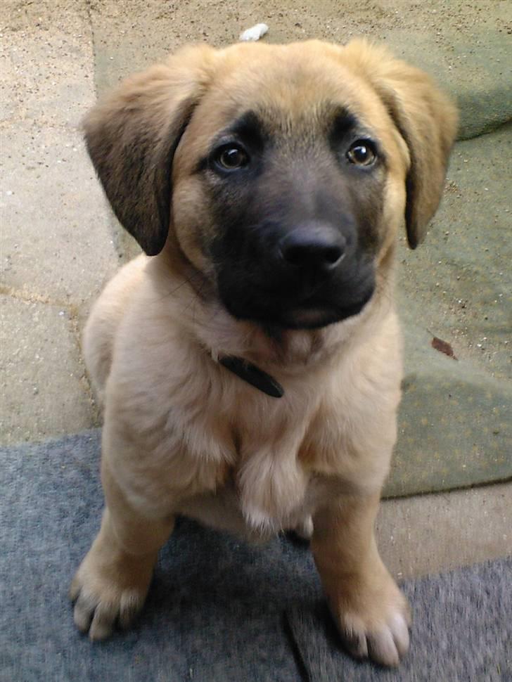 Kangal Macho billede 1