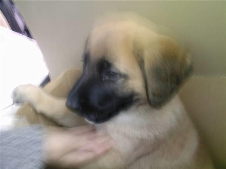 Kangal Macho billede 2