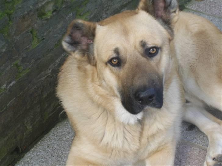 Kangal Macho - Macho´s far Cakir. billede 3