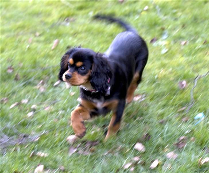 Cavalier king charles spaniel Agerbøl's Lucia - Lucia leger i haven. 5 måneder.  billede 12