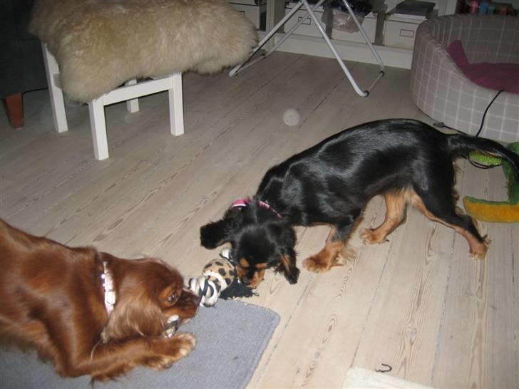 Cavalier king charles spaniel Agerbøl's Lucia - Nu er Lucia blevet så stor, at Snuggi får stor modstand i tovtræk. billede 5