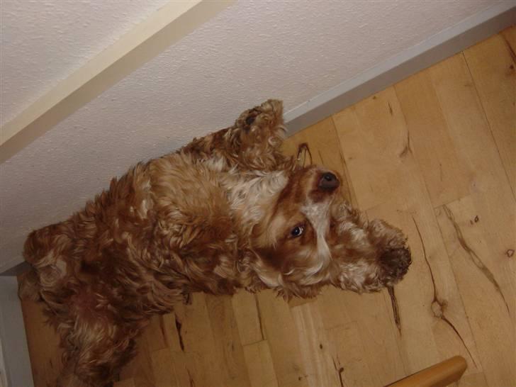 Cocker spaniel Bastian - Jeg nyder at sove på ryggen ;-) billede 4