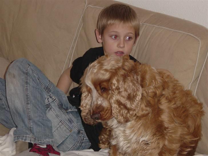 Cocker spaniel Bastian - Det er så dejligt at hygge med Mikkel i sofaen billede 5