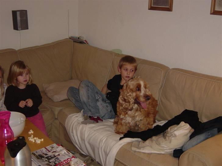 Cocker spaniel Bastian - Elsker at være sammen med ungerne billede 6