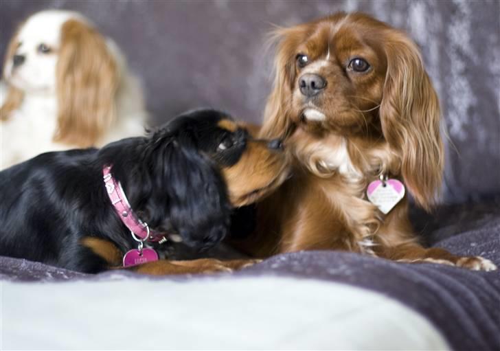 Cavalier king charles spaniel Agerbøl's Lucia - Jeg kigger meget op til min storesøster Snuggi billede 2