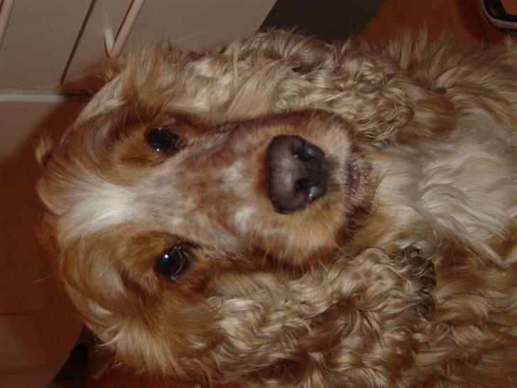 Cocker spaniel Bastian - Jeg er da dejlig billede 7