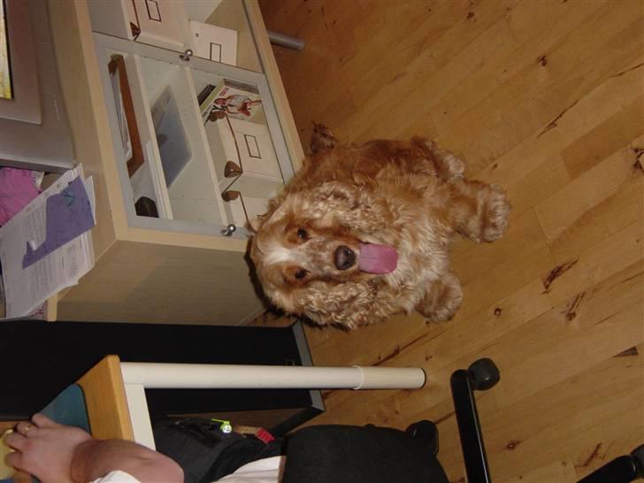 Cocker spaniel Bastian - Venter på at far gider at kæle mig billede 8