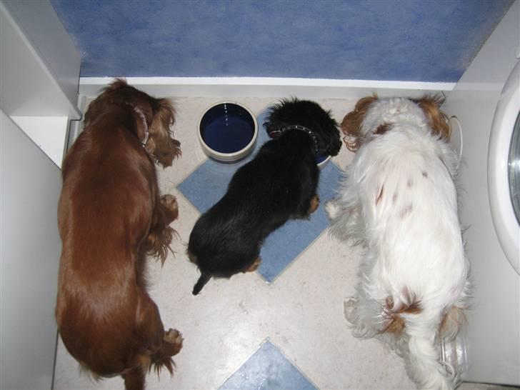 Cavalier king charles spaniel Agerbøl's Lucia - Vi er bare supergode til at stå ved siden af hianden og spise aftensmad. billede 11