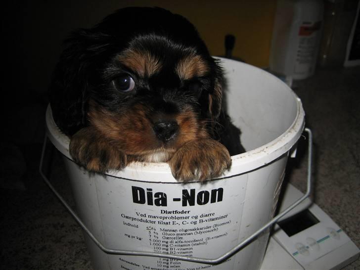 Cavalier king charles spaniel Agerbøl's Lucia - Lucia vejes 5 uger gammel. 1390 gram. billede 14