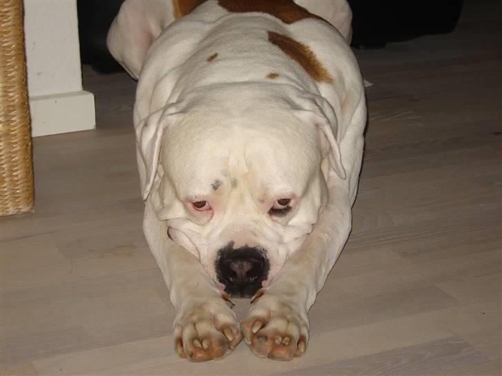 Amerikansk bulldog Kato billede 17