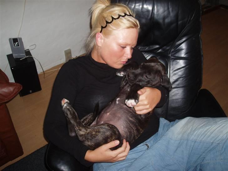 Amerikansk staffordshire terrier Cille billede 18