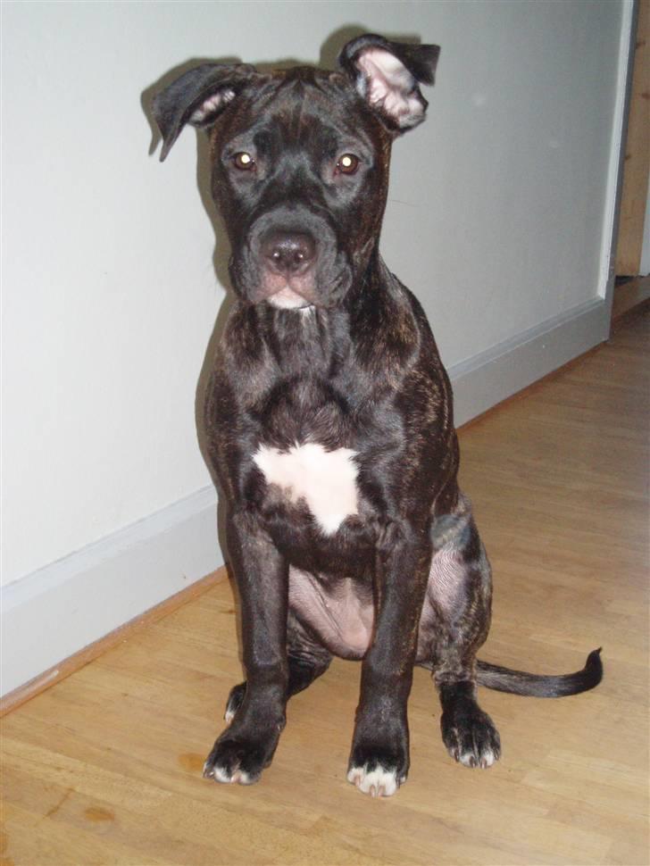 Amerikansk staffordshire terrier Cille - Et lidt nyere billede, her er Cille 5 mdr. billede 19