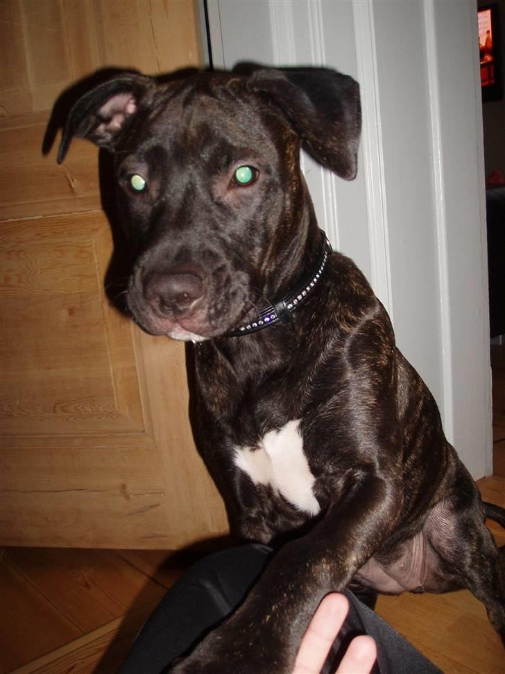 Amerikansk staffordshire terrier Cille billede 20