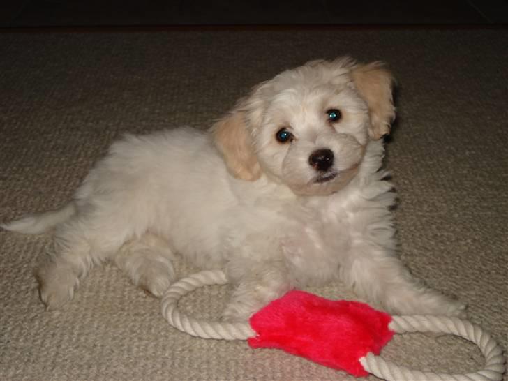 Blanding af racer FREJA - se hvad jeg har fået billede 4