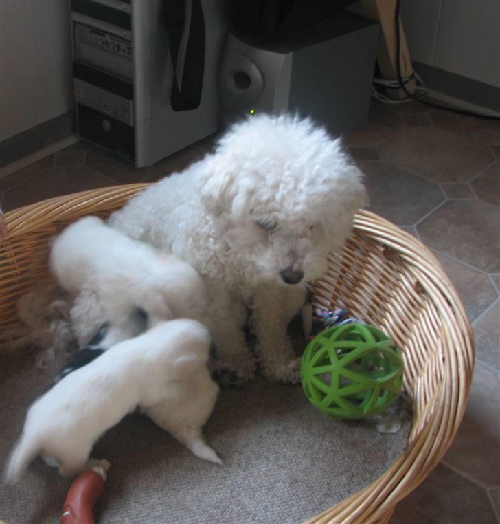 Blanding af racer FREJA - min moar billede 5