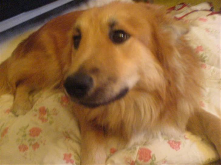 Islandsk fårehund Røtkjær's Siggi = Luffe  - Luffe som han er idag, taget på mit værelse ;´P billede 10