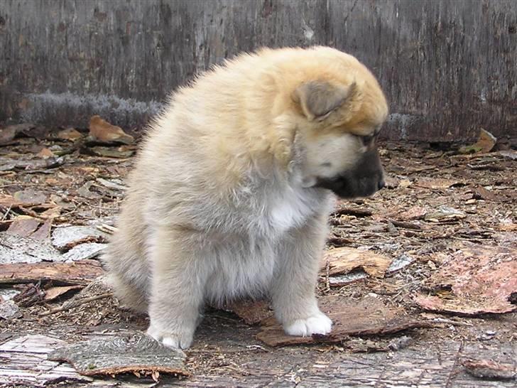 Islandsk fårehund Røtkjær's Siggi = Luffe  - love you Luffe!!! billede 11