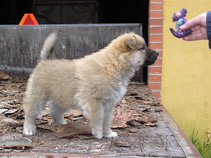Islandsk fårehund Røtkjær's Siggi = Luffe  - Hvad gør man når man ikke kan få hvalpen til at kigge ordenligt? Man bruger et pivedyr! billede 12