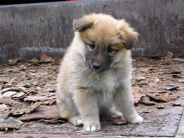 Islandsk fårehund Røtkjær's Siggi = Luffe  - Når der er så mange ting man skal have set og prøvet af, bliver man tit lidt betuttet... billede 13