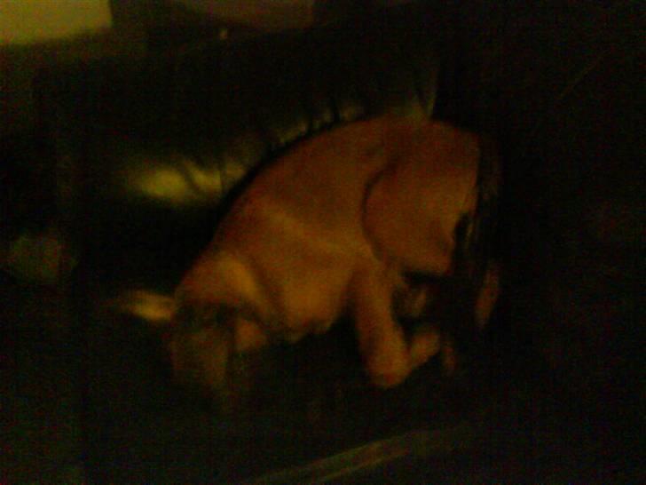 Malinois Tulle R.I.P - Tulle med numse i vejret billede 7