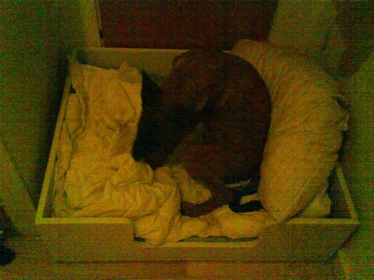 Malinois Tulle R.I.P - Leder efter godbid, i sin flotte hundekurv min datter har lavet :) <3 billede 8