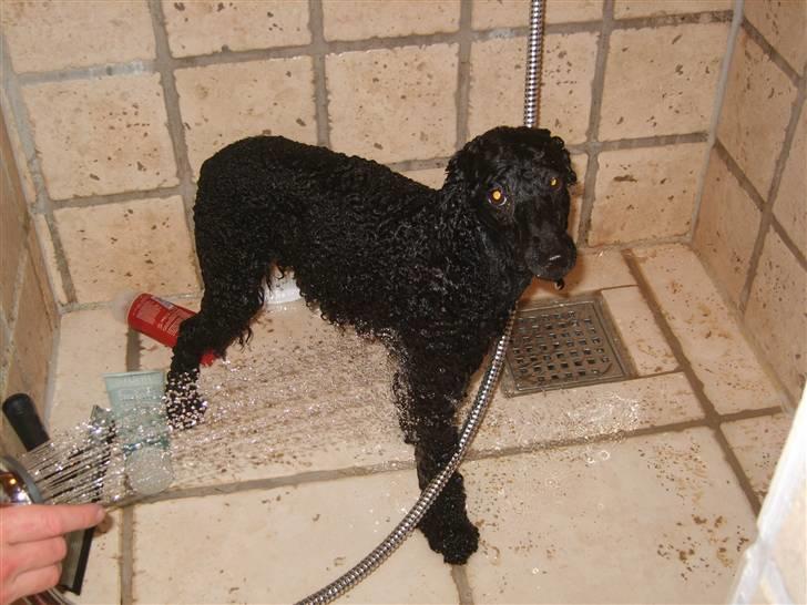 Dværgpuddel Ricco - skal jeg virkelig? billede 1